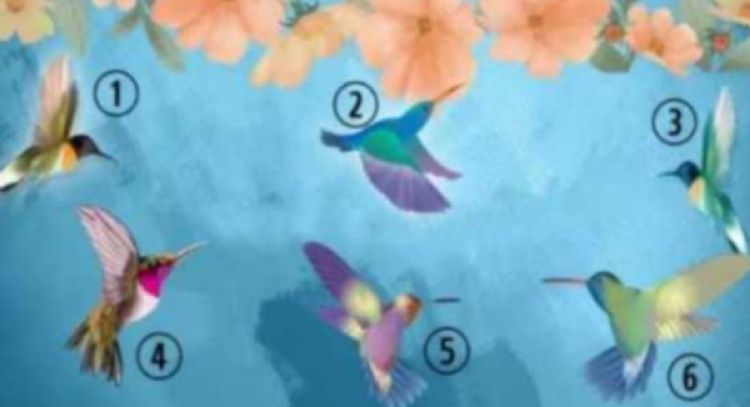 Test de personalidad: elige un colibrí y descubre algo clave de tu personalidad