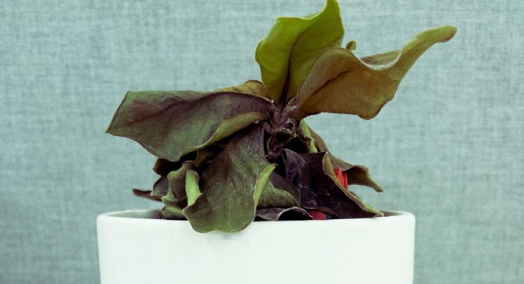 Coloca un chorrito de este ingrediente en tus plantas y revivirán en tiempo récord