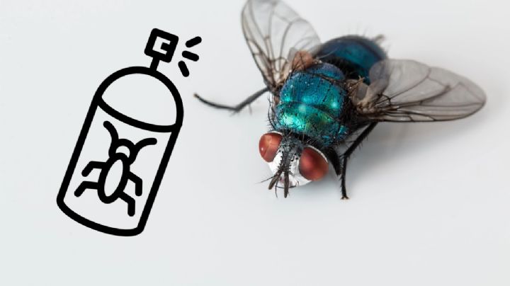 Di adiós a las moscas: el truco infalible para eliminarlas de tu cocina