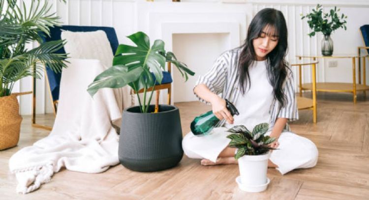 Eston son los 3 signos a los que nunca se les mueren las plantas, según la astrología oriental