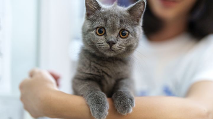 Conoce las 5 razas de gatos que más años viven, según expertos