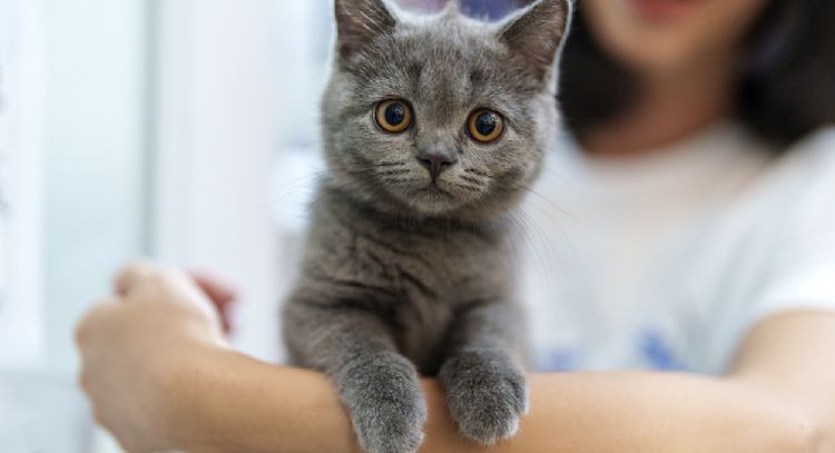 Conoce las 5 razas de gatos que más años viven, según expertos