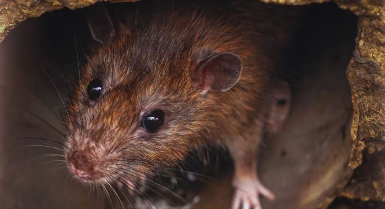 El profundo significado de que aparezcan ratas en tu cocina