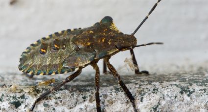 Los insecticidas no van más, elimina las chinches de tu hogar con este infalible truco