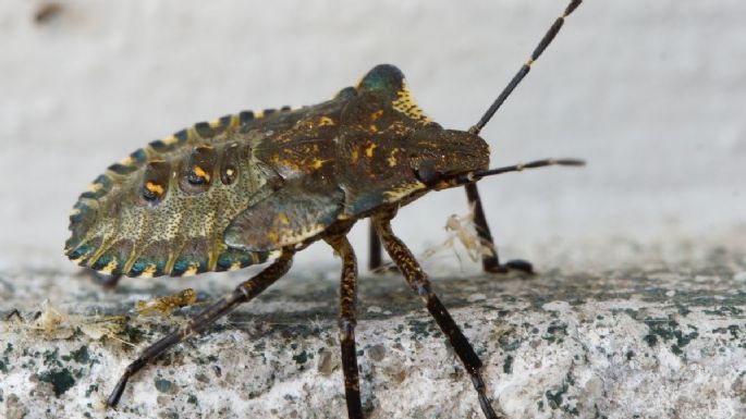 Los insecticidas no van más, elimina las chinches de tu hogar con este infalible truco