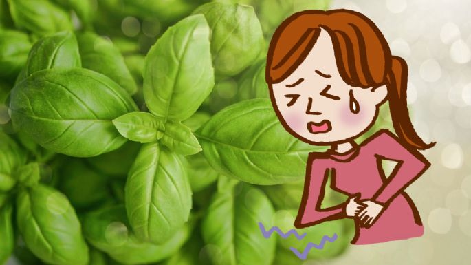 Cuál es la planta aromática que elimina los cólicos menstruales y pocos conocen