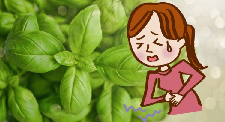 Cuál es la planta aromática que elimina los cólicos menstruales y pocos conocen