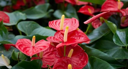 El ingrediente que es “oro” para que los anturios estallen de flores