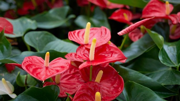 El ingrediente que es “oro” para que los anturios estallen de flores