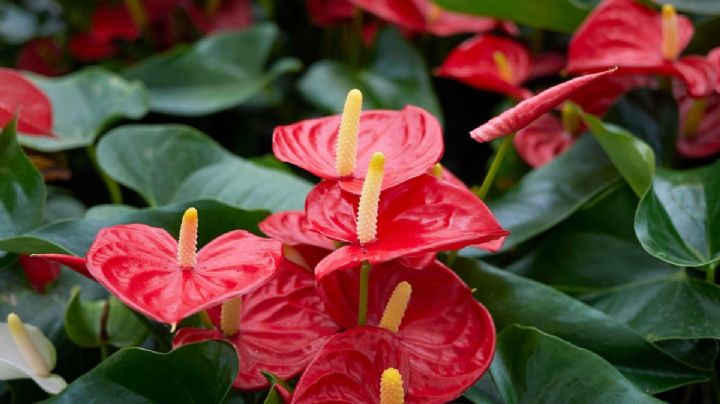 El ingrediente que es “oro” para que los anturios estallen de flores