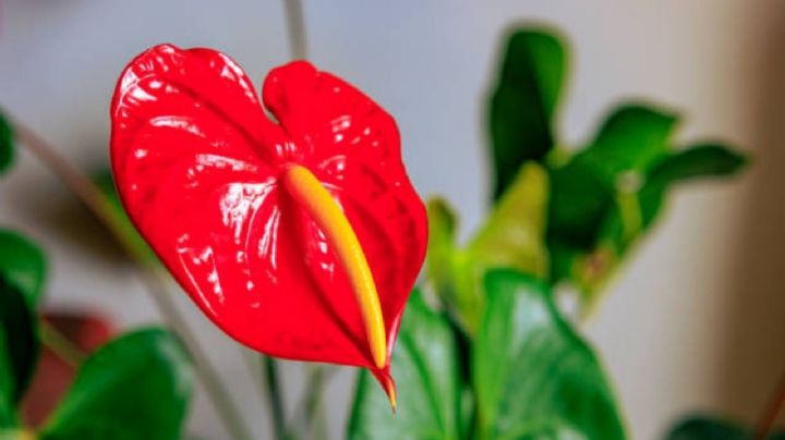 Así puedes cultivar el anturio en tu casa para que crezca radiante
