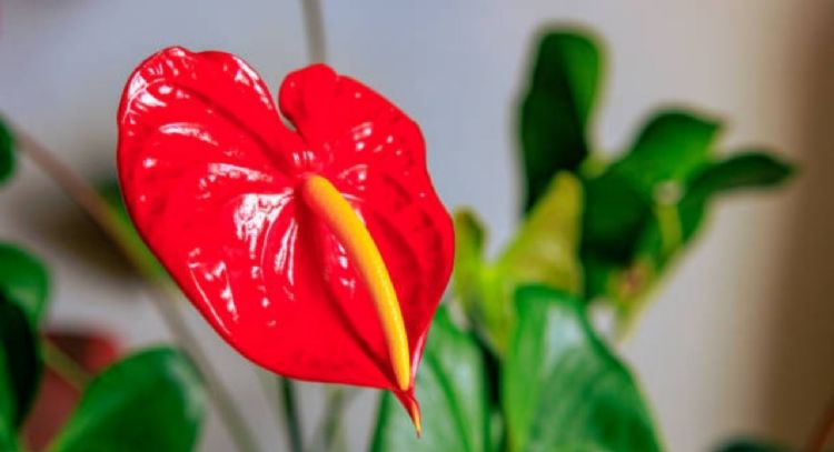 Así puedes cultivar el anturio en tu casa para que crezca radiante