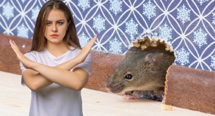 Así puedes evitar que los ratones se acercan a tu casa