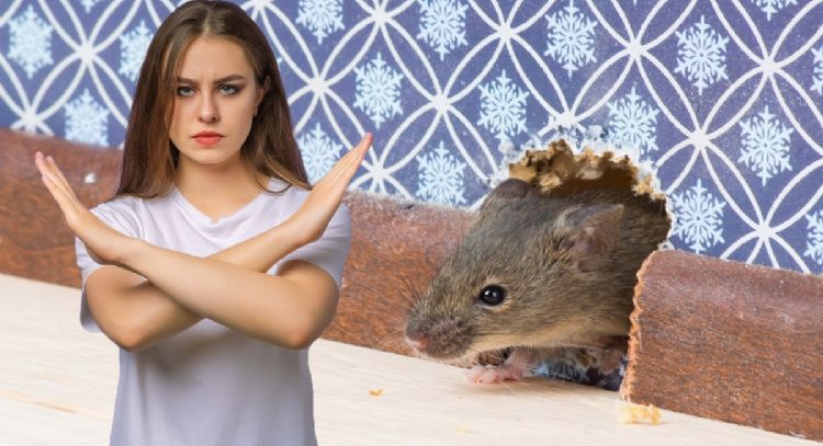 Así puedes evitar que los ratones se acercan a tu casa