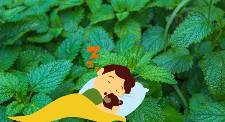 Cuál es la planta que te quita el insomnio y pocos conocen