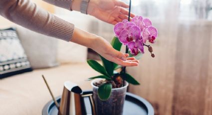 Coloca 2 cucharadas de este ingrediente de cocina y tus orquídeas florecerán en tiempo récord