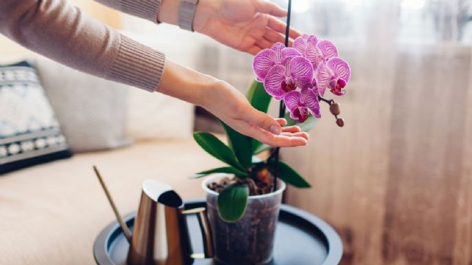 Coloca 2 cucharadas de este ingrediente de cocina y tus orquídeas florecerán en tiempo récord