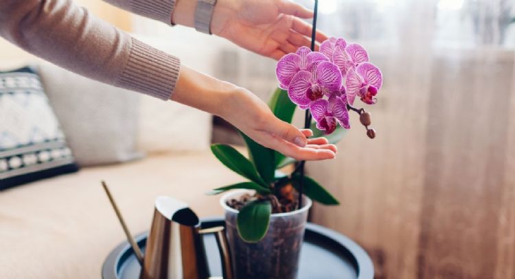 Coloca 2 cucharadas de este ingrediente de cocina y tus orquídeas florecerán en tiempo récord
