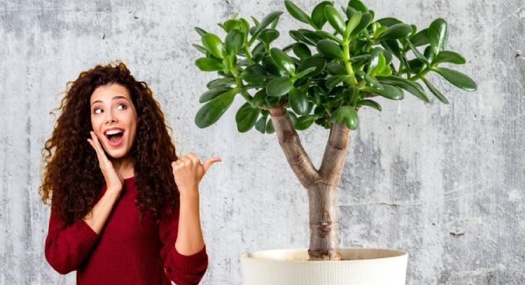 Coloca 1 taza de este ingrediente en tu árbol de jade y atraerá la abundancia