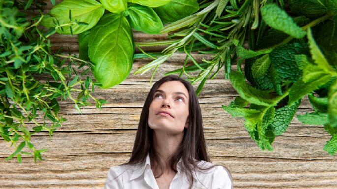 Cómo alejar la energía negativa con solo 1 planta que tienes en casa