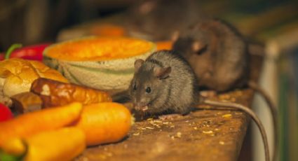 El truco para ahuyentar a las ratas de tu cocina con un ingrediente fácil de conseguir