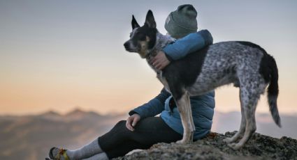 Estas son las 5 mejores razas de perro para compañía, según expertos