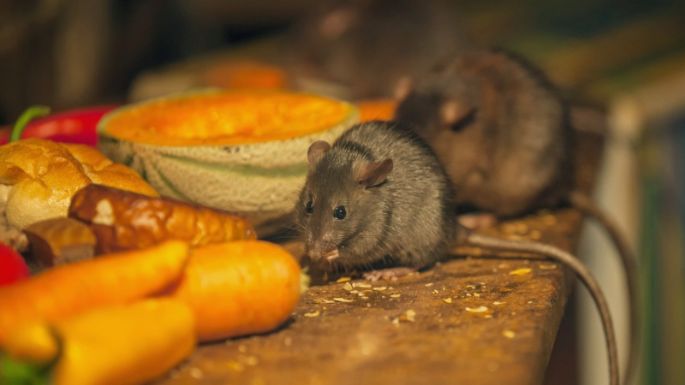 El truco para ahuyentar a las ratas de tu cocina con un ingrediente fácil de conseguir