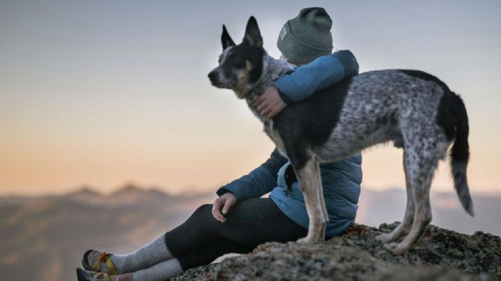 Estas son las 5 mejores razas de perro para compañía, según expertos