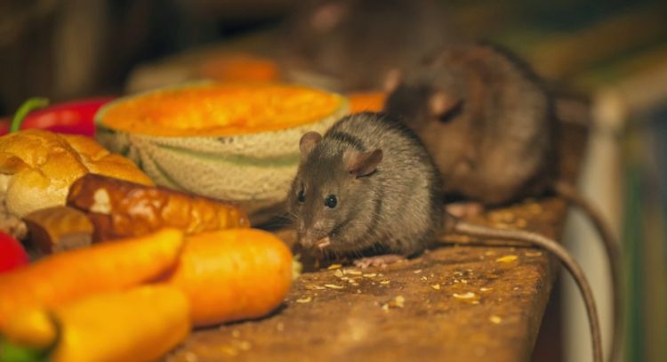 El truco para ahuyentar a las ratas de tu cocina con un ingrediente fácil de conseguir