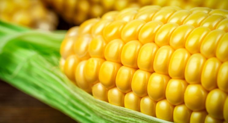 Regañonas, aprende a hacer estas deliciosas tortitas de mazorca con solo 4 ingredientes