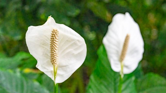 Cuna de Moisés: cómo revivir la planta con una ‘mágica’ verdura verde en solo 3 días