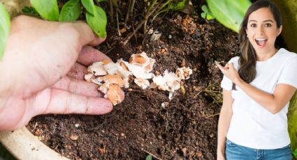 Cuáles son los 3 ingredientes de cocina que pueden hacer que tus plantas crezcan en tiempo récord