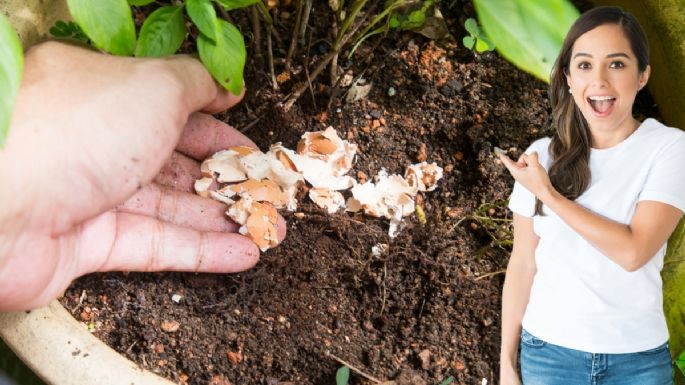 Cuáles son los 3 ingredientes de cocina que pueden hacer que tus plantas crezcan en tiempo récord