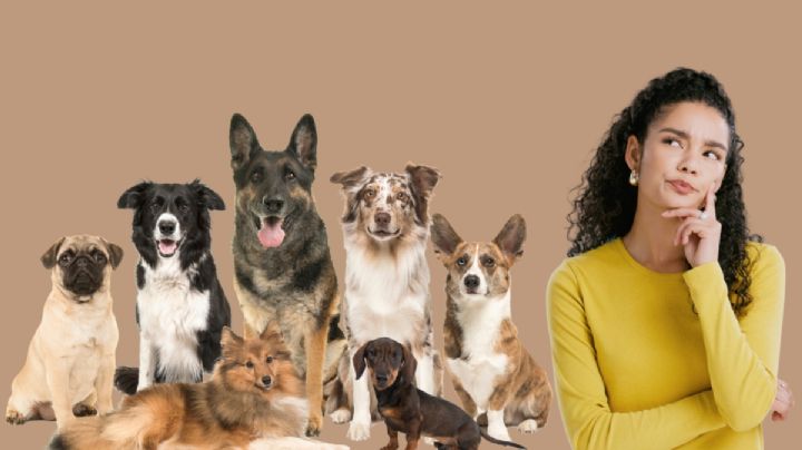 Estas son las 5 razas de perro más limpias, según veterinarios
