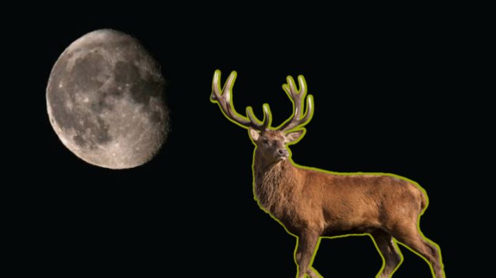 Luna de ciervo: este es el ritual que debes realizar para atraer prosperidad a tu vida