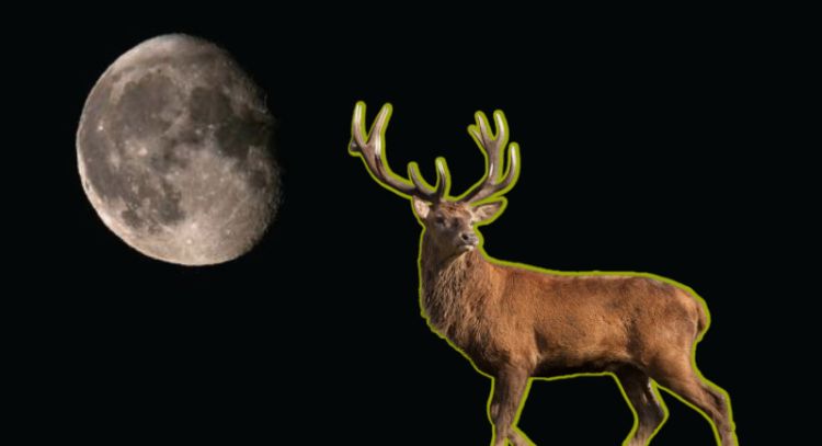 Luna de ciervo: este es el ritual que debes realizar para atraer prosperidad a tu vida