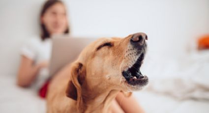 Se conoció el motivo por el cual algunos perros ladran a ciertas personas y a otras no