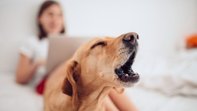 Se conoció el motivo por el cual algunos perros ladran a ciertas personas y a otras no