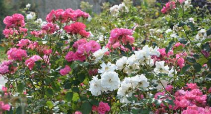 Cuántas tazas de vinagre debes poner en tus rosales para que estallen de flores