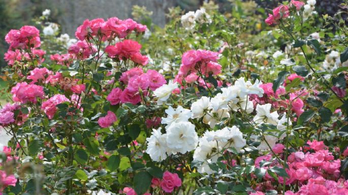 Cuántas tazas de vinagre debes poner en tus rosales para que estallen de flores