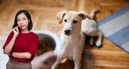 Cuánto tiempo puedes dejar solo a tu perro en casa, según veterinarios especialistas