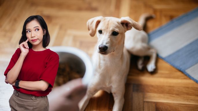 Cuánto tiempo puedes dejar solo a tu perro en casa, según veterinarios especialistas