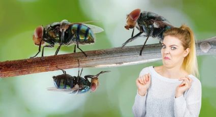 Conoce el profundo significado de que se te metan moscas en la casa