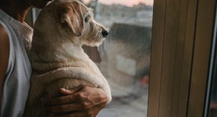 La noticia en Colombia que cambiará la vida de quienes tienen perros como mascotas