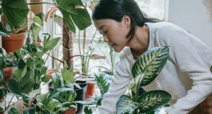 Toma asiento antes de conocer las 3 plantas que ideales para purificar tu hogar