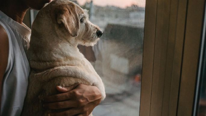 La noticia en Colombia que cambiará la vida de quienes tienen perros como mascotas