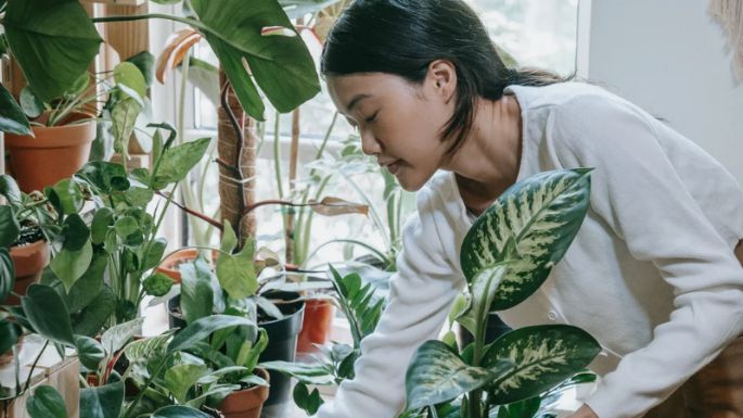 El medicamento clave que hará que tus plantas estallen de flores