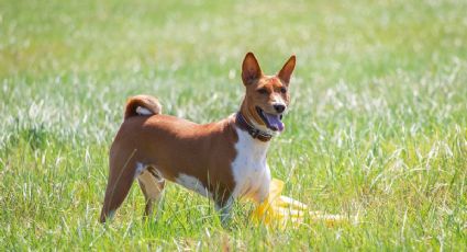 Descubre la raza de perro más antigua del mundo y la más silenciosa