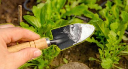 Conoce la cantidad exacta de bicarbonato de sodio que necesitas para tener unas flores hermosas