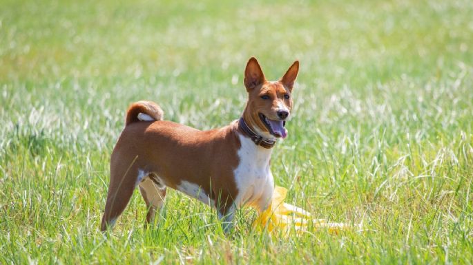 Descubre la raza de perro más antigua del mundo y la más silenciosa